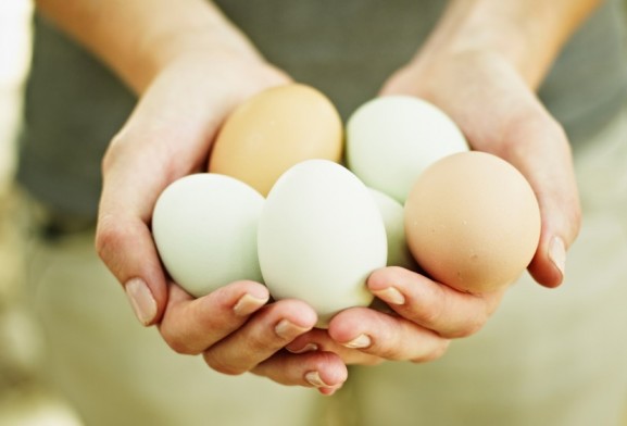 Dos tercios de los huevos que se producen en Chile son blancos