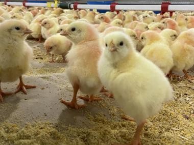 EL USDA PREVÉ QUE LA PRODUCCIÓN DE CARNE DE AVES EN BRASIL CREZCA UN 1% DURANTE 2025