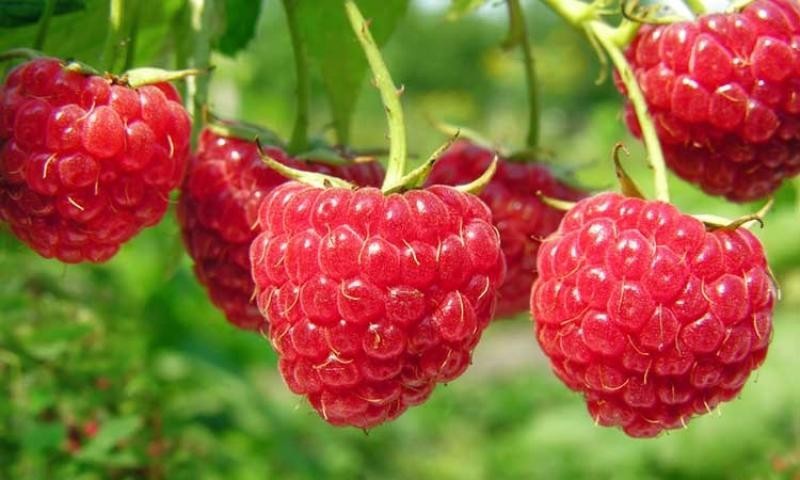 Caída en producción de frambuesa de Chile abre una gran oportunidad para el Perú