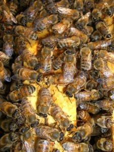 SAG Biobío llama a apicultores a registrarse y a declarar sus apiarios