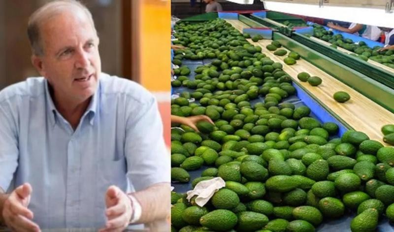 Perú: Producción de palta de la costa cental y la sierra contrarrestó la caída de la costa norte