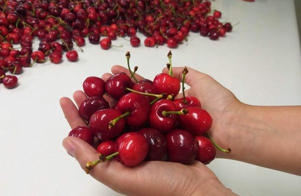 El país de Sudamérica que conquistó a China con sus cerezas: le exporta 377,000 toneladas anuales de este fruto