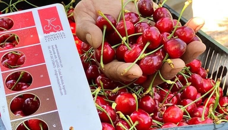 Mendoza comenzó la cosecha temprana de cereza y “primerea” en el mercado mundial