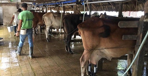 'El agente más efectivo para la deforestación es la ganadería': Instituto Sinchi