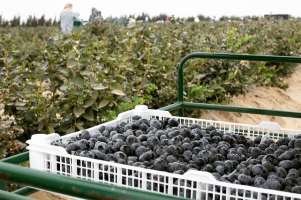 Perú: Agrovision proyecta récord histórico en producción de arándanos