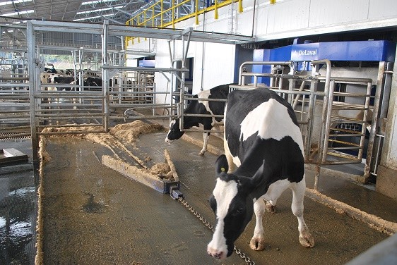 Producción nacional de leche cruda aumenta 2,0% al mes de agosto