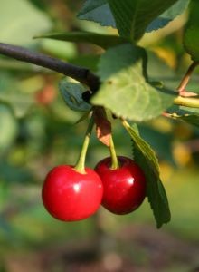 Estiman aumento de 18,5% en la superficie de cerezos en Ñuble durante el último año