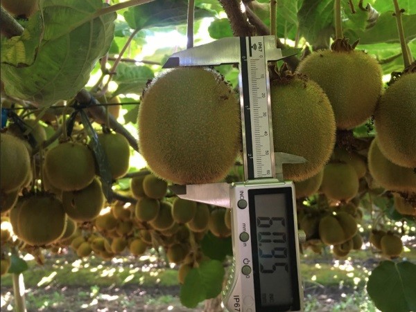 Comité del Kiwi de Frutas de Chile prepara la implementación de nueva herramienta de apoyo para la estimación del kiwi