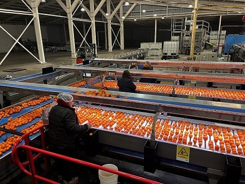 Los cítricos destronan a la uva como principal cultivo de frutas en la región de Coquimbo