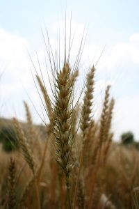 Ministerio de Agricultura anuncia acciones tempranas de apoyo al sector triguero nacional