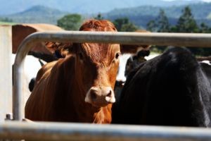 Producción de carne en vara de ganado bovino de la Región del Biobío presentó un incremento interanual de 32,7%