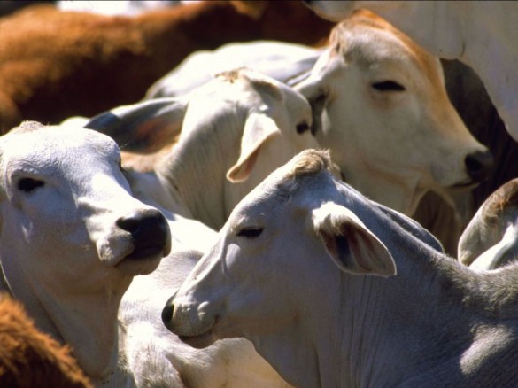 Brasil no puede acreditar de forma fiable el cumplimiento del certificado sanitario para las exportaciones de carne de vacuno a la UE