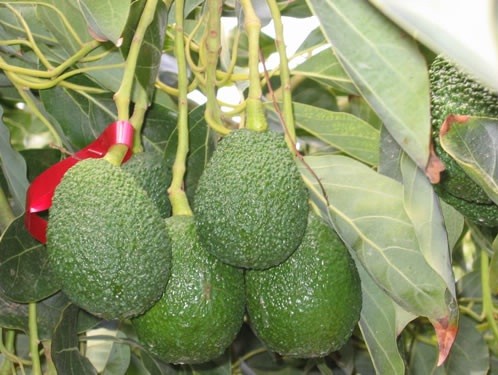 América concentró el 72% de la producción de palta a nivel mundial en 2022
