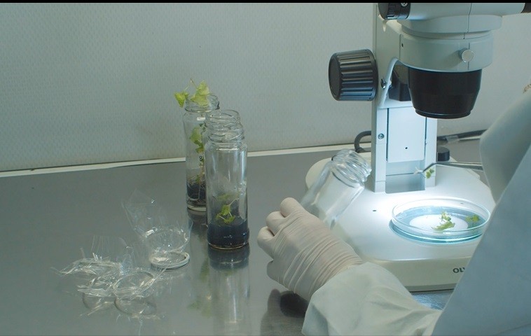 30 años de experiencia: laboratorio de Virología de INIA La Platina ofrece soluciones integrales para mejorar los cultivos