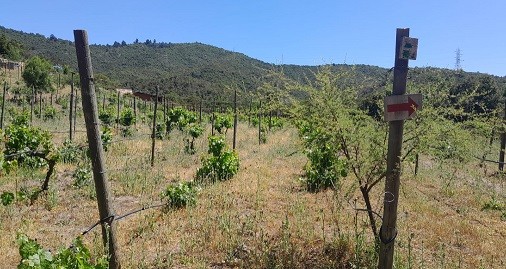 Importadores de Puerto Rico y Estados Unidos visitan la Región de Valparaíso para impulsar alianzas comerciales con exportadores de vinos de nicho