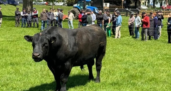 Fedecarne pide igualdad de condiciones para carne importada y nacional