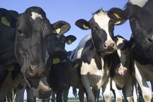 SAG Biobío recuerda a ganaderos realizar Declaración de Existencia Animal