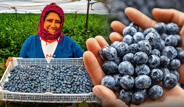 El país de Sudamérica que supera a Estados Unidos en exportación de arándanos y es líder mundial de oro azul