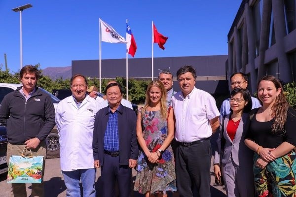 Junto a Comité de Cerezas de Frutas de Chile: Ministros de Agricultura de Chile y Vietnam visitan industria de la cereza nacional