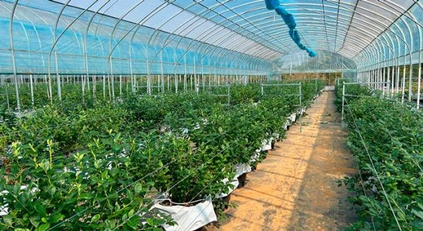 China: Tecnología impulsa industria de arándanos en Huaining