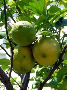 Argentina abrió la exportación a Ecuador de cítricos dulces, limón y carne bovina con hueso