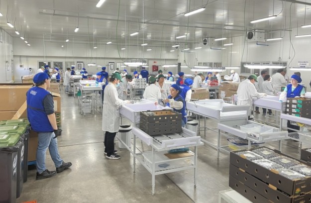 SAG Biobío coordina inicio de temporada de exportaciones agrícolas