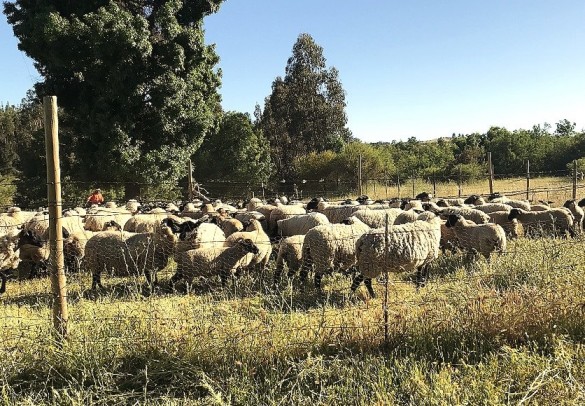 Promueven uso de la economía agraria en prácticas agropecuarias en Yumbel