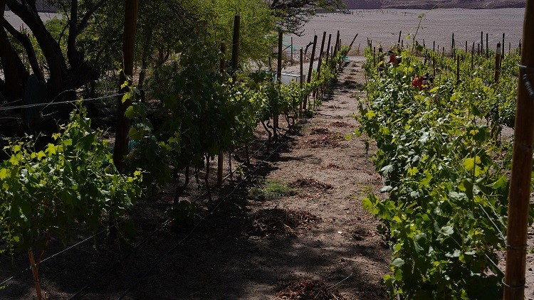Ingenieros agrónomos de SQM Litio apoyan a agricultores locales en la preparación de sus terrenos para la siembra de verano