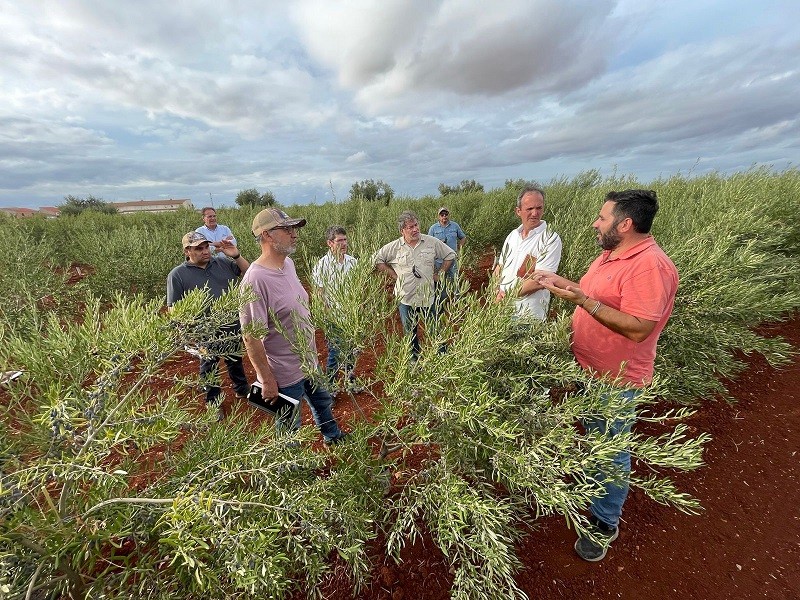 Gira Técnica de productores chilenos a España y Portugal mostró últimos avances en sistemas de plantación y nuevas variedades de olivos