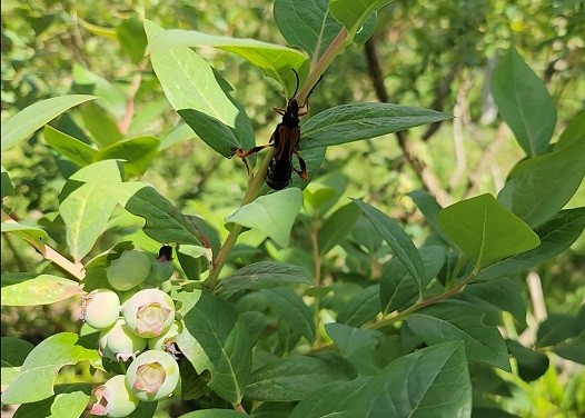 INIA busca revolucionar el control natural de plagas agrícolas y forestales mediante uso de Ecología Química