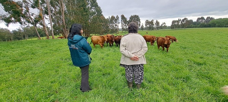 SAG hace positivo balance de la prescripción electrónica de antibióticos para animales en Chile