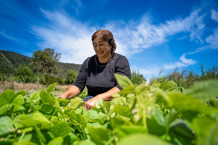 Pequeños agricultores podrán aumentar sus ventas de alimentos directamente al Estado