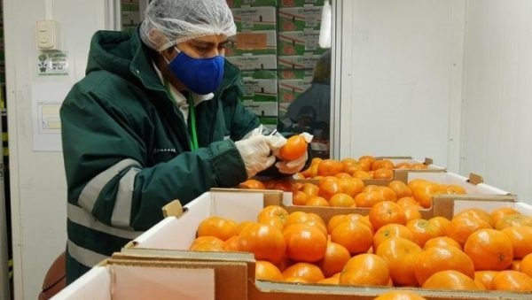 Perú: Se establecen protocolos fitosanitarios para exportar mandarinas a Vietnam