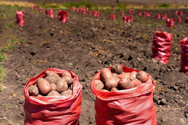 Productores de papa visitan Lo Valledor para fortalecer su inserción comercial