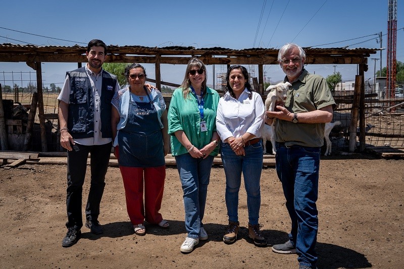 Productores caprinos de Tiltil podrán elaborar queso de cabra con resolución sanitaria