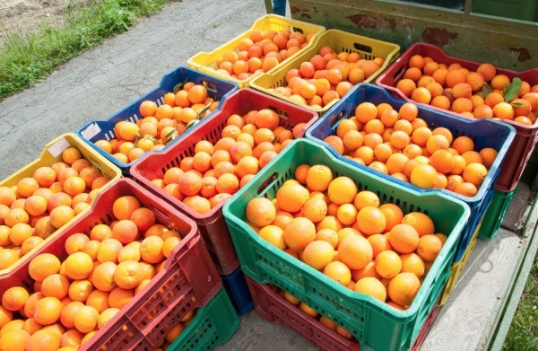 Brasil: Baja histórica en la cosecha de naranjas debido a severa sequía y enfermedades