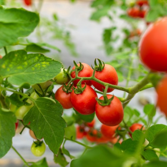 Científicos chilenos y guatemaltecos descubren que bacterias beneficiosas pueden reducir el uso de fertilizantes y aumentar la producción de tomates