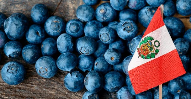 Agroexportación peruana creció un 35 % en octubre, impulsada por arándano, uva y café