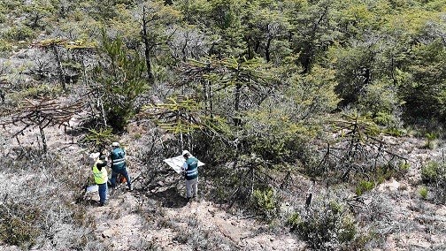 En Área de Alto Valor de Conservación: SAG Biobío realiza vigilancia fitosanitaria en araucarias enanas