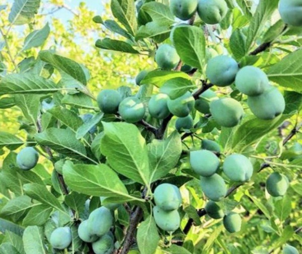 Chileprunes: A nivel de huertos se ve un mejor 2024 para la ciruela respecto al año pasado