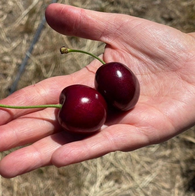 Biofrutales lideran el mejoramiento genético de la cereza en Chile