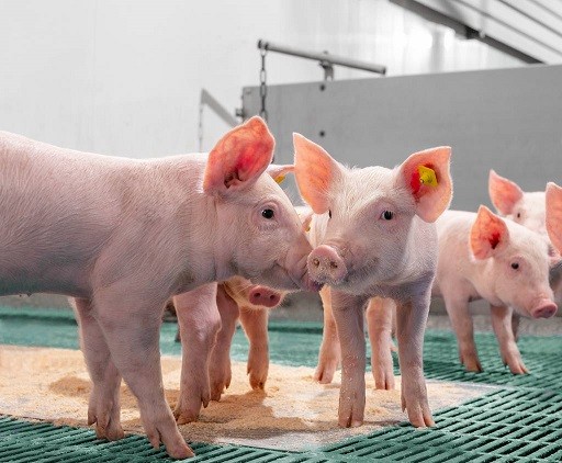 La bioseguridad en la porcicultura aumenta la eficiencia y sostenibilidad del sector