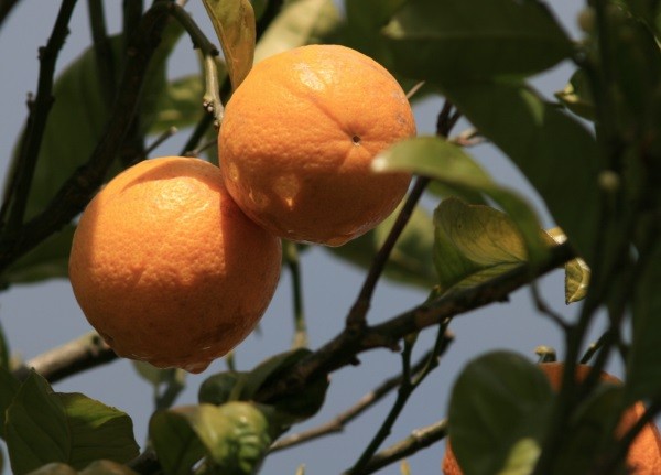Los desafíos de la producción de frutas en el Nordeste brasileño