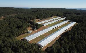 Aviagen América Latina fortalece el servicio para los productores avícolas con adquisición de granja en Santa Catarina, Brasil