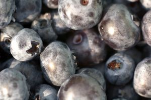 Avanza temporada de arándanos chilenos 2024-25: Destaca una mejor calidad de fruta y un 63% de los envíos a la fecha de variedades nuevas