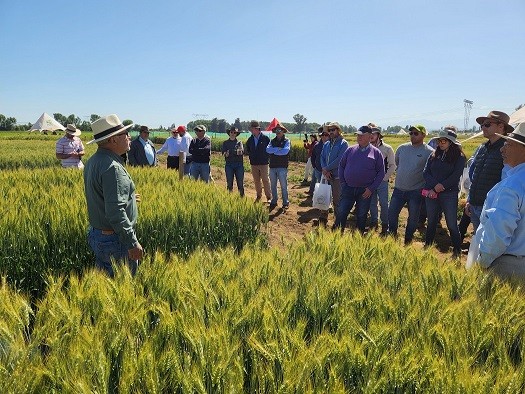 Trigos adaptados a menos agua y a altas temperaturas conocieron productores en actividad de INIA en Chillán