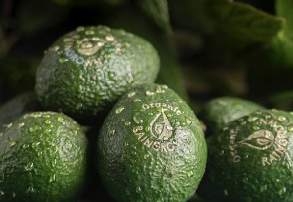 Holanda lanza palta orgánica cultivada con agua de lluvia