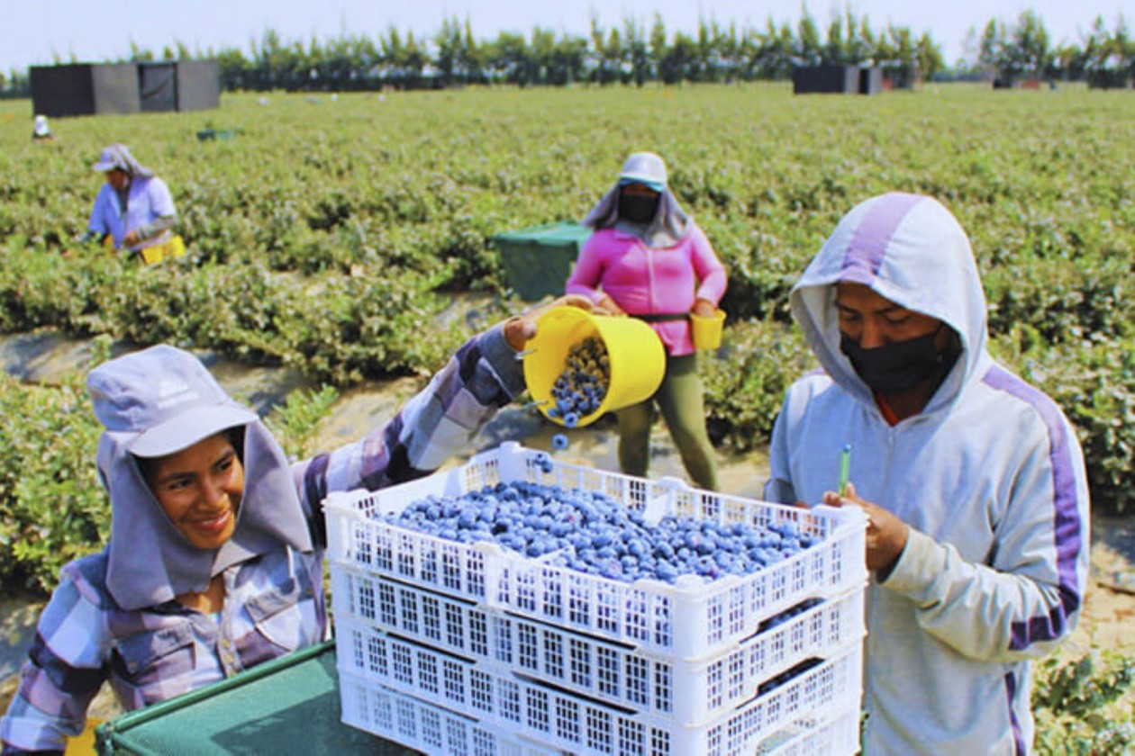 Arándanos y paltas lideran exportaciones agropecuarias del Perú