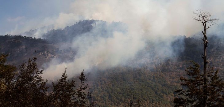 CONAF decreta restricción para el uso del fuego en nueve regiones del país
