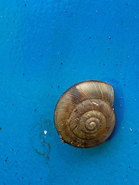 En puerto de Lirquén: SAG Biobío intercepta plaga agrícola en cubierta de buque